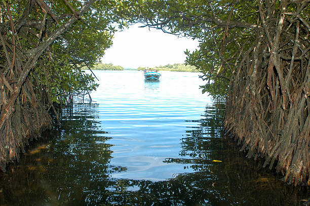 The mangroves of Bentota in Sri Lanka stock photo