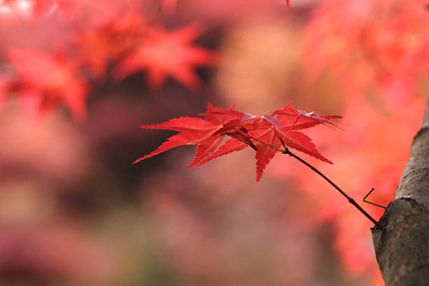The maple leaves stock photo