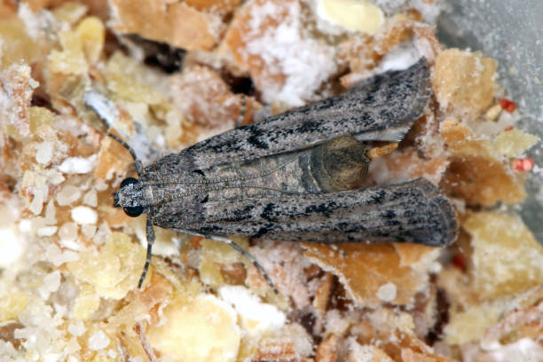 The Mediterranean flour moth or mill moth (Ephestia kuehniella) is a moth of the family Pyralidae. It is a common pest of cereal grains, especially flour stock photo