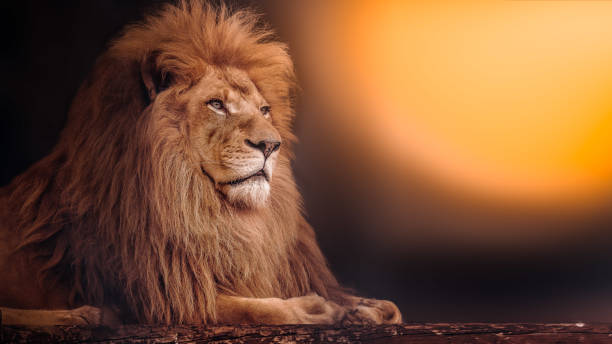 le lion puissant se trouve au coucher du soleil. lion africain. - lion photos et images de collection