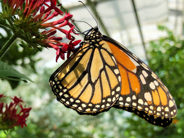 The monarch butterfly, Monarchfalter Schmetterling or Danaus plexippus, Mainau - Constance, Germany stock photo