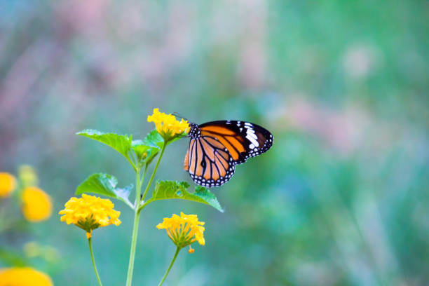 The Monarch Butterfly The Monarch butterfly sitting on the flower plant with a nice soft background in its natural habitat butterfly flower stock pictures, royalty-free photos & images
