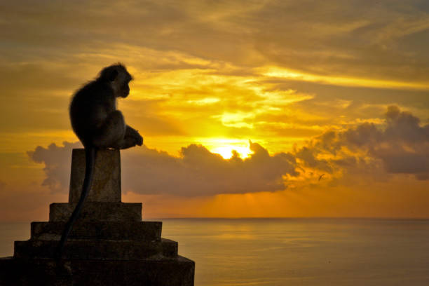 The monkey on the pillar watches the yellow apocalyptic sunset after the end of the wild day. stock photo