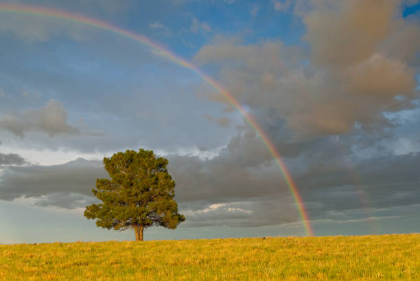 Rainbow Over a Lone Tree The monsoon season in Northern Arizona comes with some dramatic weather including thunder, lightening, rainstorms and occasionally a colorful rainbow. This rainbow over a lone tree was photographed at sunset in the meadows above Mormon Lake south of Flagstaff, Arizona, USA. jeff goulden rainbow stock pictures, royalty-free photos & images