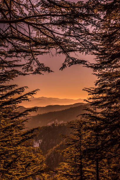 The Morning Raga! This image of Sunrise is taken at Shimla in India. shimla stock pictures, royalty-free photos & images