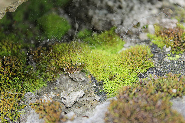The moss on the stone with cobwebs stock photo