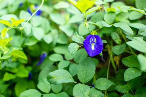 The most beautiful purple pea flower