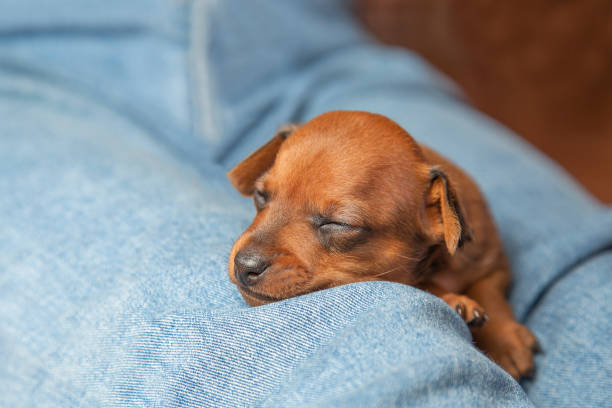 The muzzle of a sleeping puppy. A puppy sleeps on a person's lap The little dog stock photo