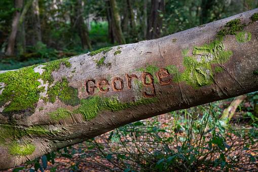 The name George carved into a fallen tree