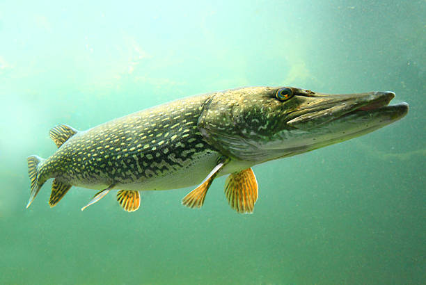 The Northern Pike (Esox Lucius). stock photo