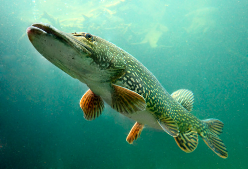 北部グランドラピッズ(Esox Lucius )。 - ストックフォト・写真素材...