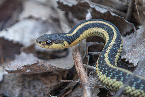 A northern ribbon snake waits patiently for prey in Canada's Laurentian Forest.