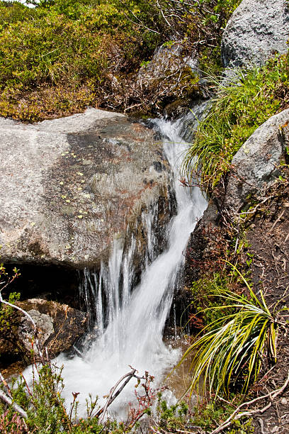 Small Waterfall in an Alpine Meadow The numerous waterfalls of the Cascade Range and foothills are best viewed in early summer as melting snow feeds the streams, and again in autumn as the rains fill the streambeds. During late summer, only the major waterfalls will be flowing. Only a small number of the many waterfalls in Washington State have been named. Whether the falls have names or not, they are a refreshing sight to both the eye and spirit. This waterfall was photographed on Granite Mountain in the Alpine Lakes Wilderness, Washington State, USA. jeff goulden alpine lakes wilderness stock pictures, royalty-free photos & images