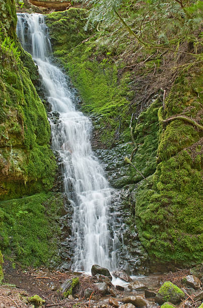 Mossy Waterfall The numerous waterfalls of the Cascade Range and foothills are best viewed in early summer as melting snow feeds the streams, and again in autumn as the rains fill the streambeds. During late summer, only the major waterfalls will be flowing. Only a small number of the many waterfalls in Washington State have been named. Whether the falls have names or not, they are a refreshing sight to both the eye and spirit. This waterfall was photographed by the Greenwater River Trail in the Mount Baker Snoqualmie National Forest near Greenwater, Washington State, USA. jeff goulden waterfall stock pictures, royalty-free photos & images