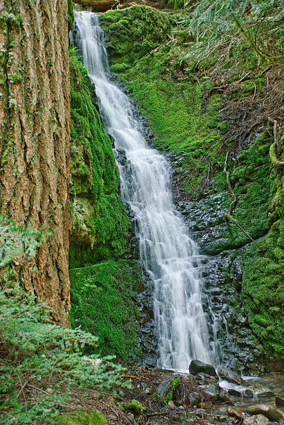 Mossy Waterfall and Douglas Fir The numerous waterfalls of the Cascade Range and foothills are best viewed in early summer as melting snow feeds the streams, and again in autumn as the rains fill the streambeds. During late summer, only the major waterfalls will be flowing. Only a small number of the many waterfalls in Washington State have been named. Whether the falls have names or not, they are a refreshing sight to both the eye and spirit. This waterfall was photographed by the Greenwater River Trail in the Mount Baker Snoqualmie National Forest near Greenwater, Washington State, USA. jeff goulden waterfall stock pictures, royalty-free photos & images