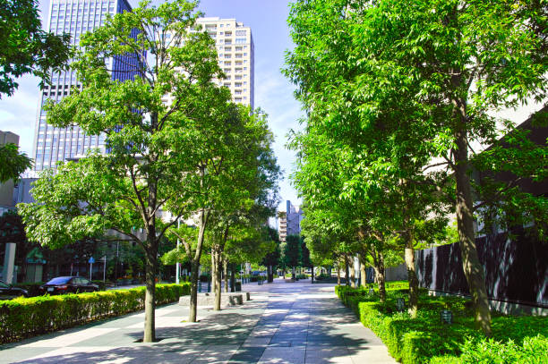太陽の木漏れ日のオフィス街 - 日本　都市 ストックフォトと画像