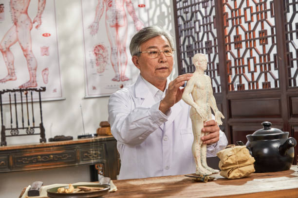 The old doctor of traditional Chinese medicine research model of the human body acupuncture point stock photo