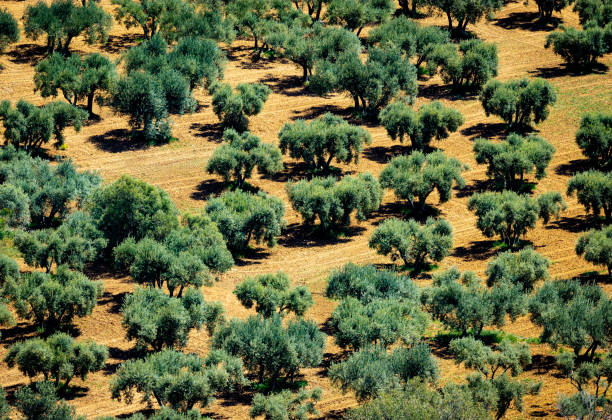 The olive grove stock photo