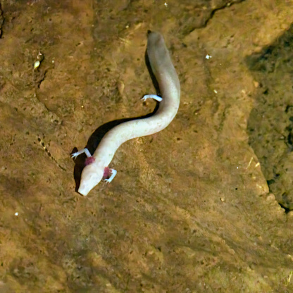 The olm, Proteus anguinus, an amphibious cave-dwelling animal that remains in the larval stage throughout its life