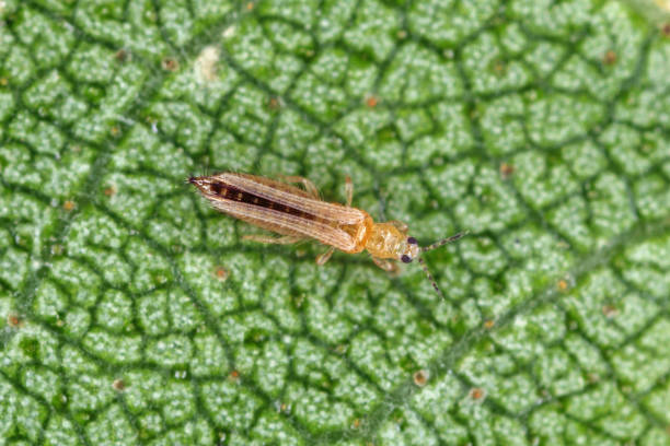 The onion, the potato, the tobacco or the cotton seedling thrips - Thrips tabaci (order Thysanoptera). It is important pest of many plants. stock photo