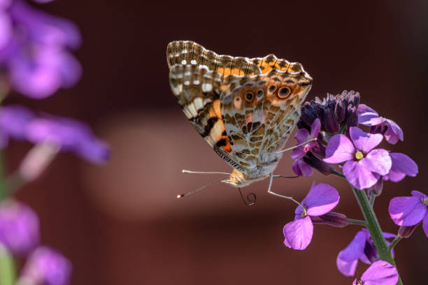 The Painted Lady butterfly on a purple flower of the Erysimum Bowles Mauve stock photo