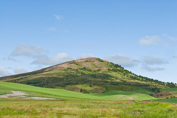 Steptoe Butte The Palouse is a rich agricultural area encompassing much of southeastern Washington State and parts of Idaho. It is characterized by low rolling hills mostly devoid of trees. Photographers are drawn to the Palouse for its wide open landscapes and ever changing colors. In the spring it is a visual mosaic of green. This picture of Steptoe Butte was taken at Steptoe Butte State Park near Colfax, Washington State, USA. jeff goulden agriculture stock pictures, royalty-free photos & images