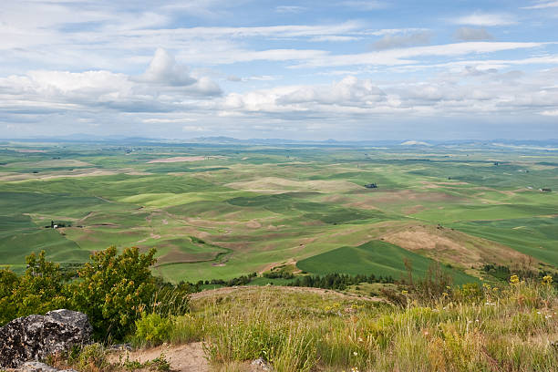 Palouse Overview The Palouse is a rich agricultural area encompassing much of southeastern Washington State and parts of Idaho. It is characterized by low rolling hills mostly devoid of trees. Photographers are drawn to the Palouse for its wide open landscapes and ever changing colors. In the spring it is a visual mosaic of green. This picture was taken at Steptoe Butte State Park near Colfax, Washington State, USA. jeff goulden inspiration stock pictures, royalty-free photos & images