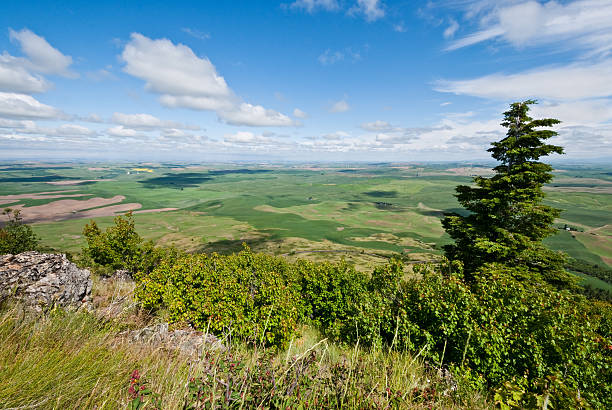 Palouse Overview The Palouse is a rich agricultural area encompassing much of southeastern Washington State and parts of Idaho. It is characterized by low rolling hills mostly devoid of trees. Photographers are drawn to the Palouse for its wide open landscapes and ever changing colors. In the spring it is a visual mosaic of green. This picture was taken at Steptoe Butte State Park near Colfax, Washington State, USA. jeff goulden palouse stock pictures, royalty-free photos & images