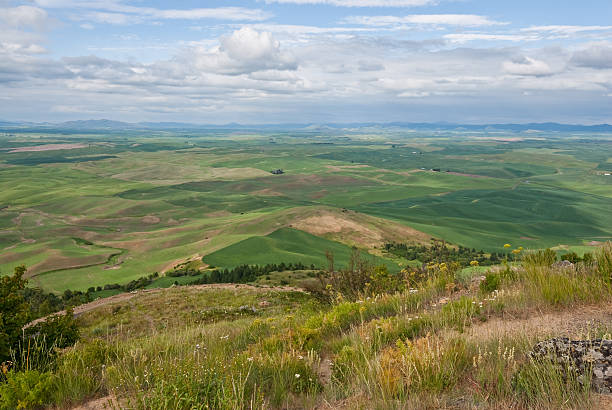 Palouse Overview The Palouse is a rich agricultural area encompassing much of southeastern Washington State and parts of Idaho. It is characterized by low rolling hills mostly devoid of trees. Photographers are drawn to the Palouse for its wide open landscapes and ever changing colors. In the spring it is a visual mosaic of green. This picture was taken at Steptoe Butte State Park near Colfax, Washington State, USA. jeff goulden palouse stock pictures, royalty-free photos & images