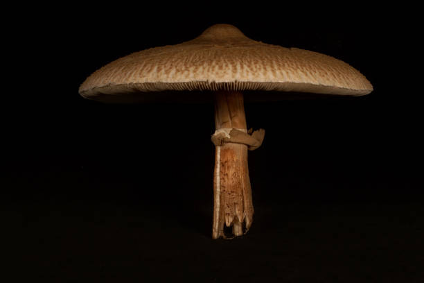 le champignon de parasol (macrolepiota procera) isolé sur le fond noir. champignon comestible. - champignon et en studio et fond noir photos et images de collection