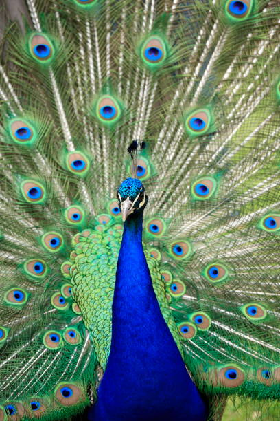 The peacock showing off its tail stock photo