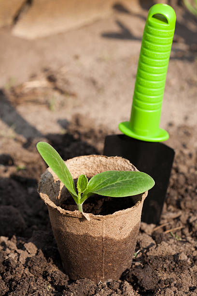The peat pot with young plants on the ground stock photo