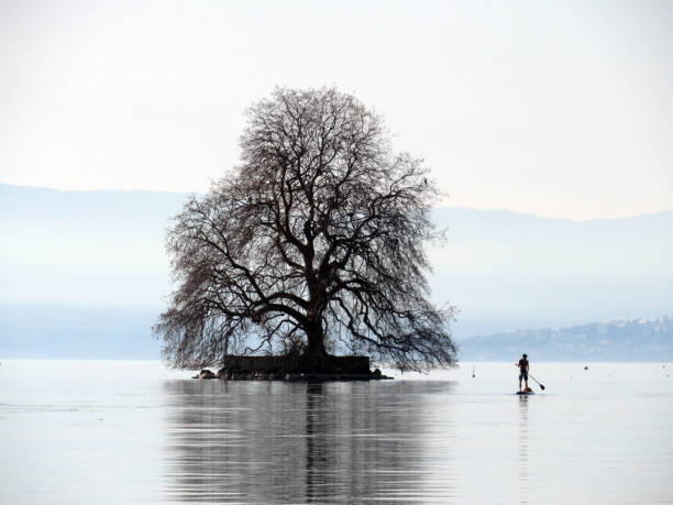 The Peilz Island with a large plane tree (Île de Peilz or Guano island) in Lake Geneva (lac de Genève, lac Léman or Genfersee), Villeneuve - Canton of Vaud, Switzerland stock photo