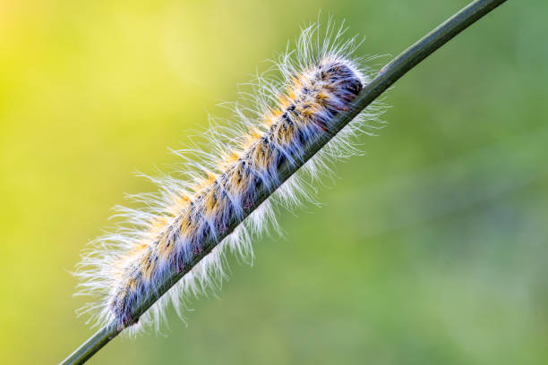 the pine processionary moth, worm with irritating hairs very dangerous stock photo