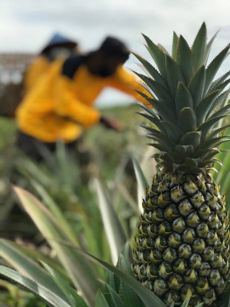die ananas - pineapple plantation stock-fotos und bilder