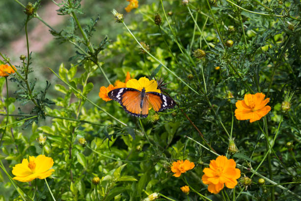 The Plain Tiger Butterfly Beautiful Portrait of a The Plain Tiger Butterfly  sitting on the flowers in its natural habitat during Spring butterfly garden stock pictures, royalty-free photos & images