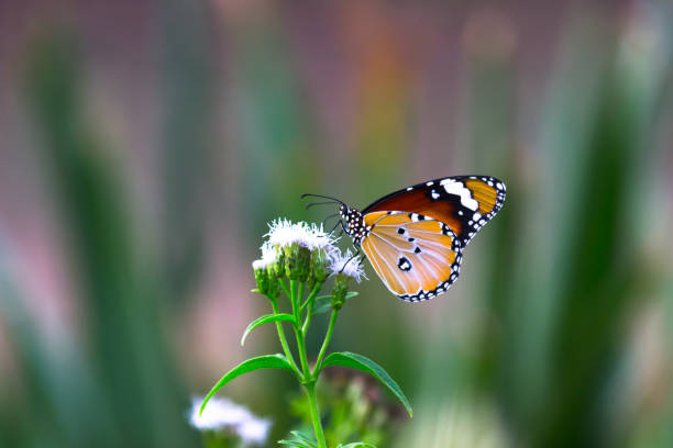 The Plain Tiger Butterfly Beautiful Portrait of a The Plain Tiger Butterfly  sitting on the flowers in its natural habitat during Spring butterfly garden stock pictures, royalty-free photos & images