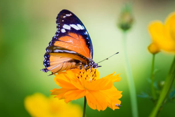 The Plain Tiger Butterfly Beautiful Portrait of a The Plain Tiger Butterfly  sitting on the flowers in its natural habitat during Spring butterfly flower stock pictures, royalty-free photos & images