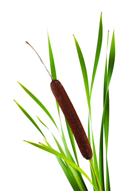 The plant reed mace on a white background Reed mace. cattail stock pictures, royalty-free photos & images