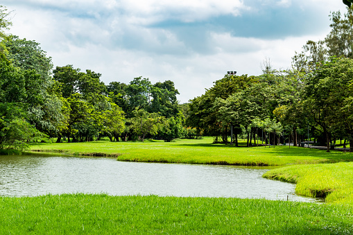 The pond and trees in the park.