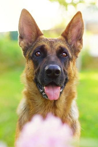 The Portrait Of A Sunny Shorthaired German Shepherd Dog Posing