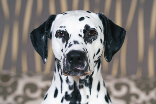 The Portrait Of A White And Black Spotted Dalmatian Dog