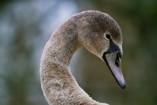 A portrait of a young swan