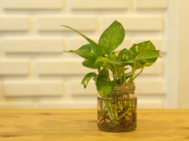 The Pothos with a Natural Light in the Morning Summer Day with White Brick wall background. The Pothos with a Natural Light in the Morning Summer Day with White Brick wall background epipremnum aureum water stock pictures, royalty-free photos & images