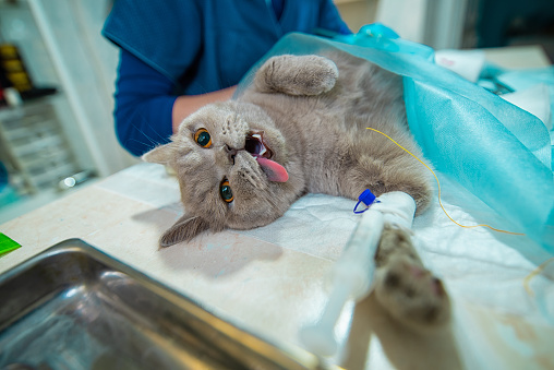 The Process Of Castration Of A Cat An Animal On An Operating Table A