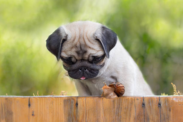 the puppy pug is watching on snail crawling up fence stock photo