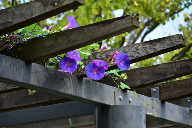 The purple flowers stock photo