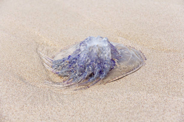 la medusa velenosa viola giace sulla spiaggia, sulla sabbia. le meduse gettate a terra - meduza foto e immagini stock
