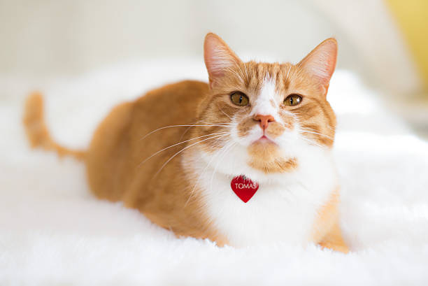 The red cat The red cat with red medallion pet collar stock pictures, royalty-free photos & images