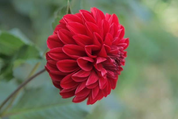 The red dahlia blooms in summer and autumn, forming the genus Dahlia of the Asteraceae family. stock photo